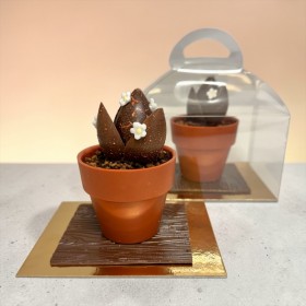 Čokoládový sukulent (1)