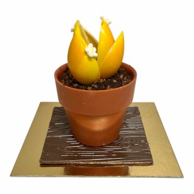 Čokoládový sukulent (2)