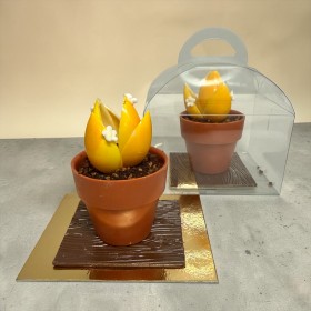 Čokoládový sukulent – originální sladký dezert